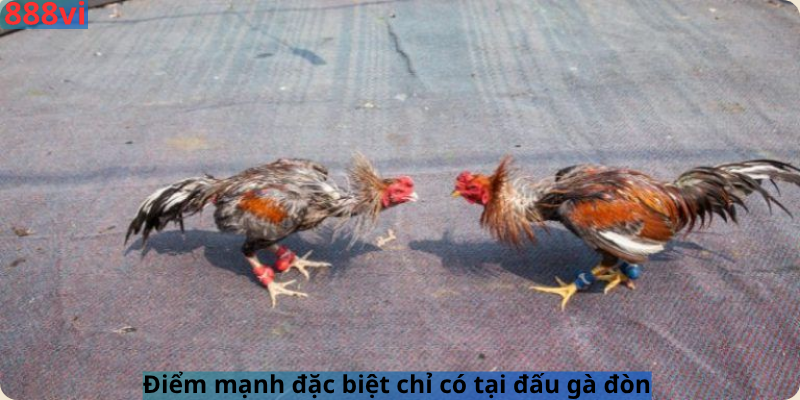 Điểm mạnh đặc biệt chỉ có tại đấu gà đòn 