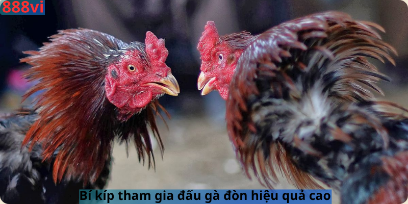 Bí kíp tham gia đấu gà đòn hiệu quả cao 