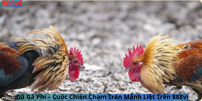 Đá Gà Phi – Cuộc Chiến Chạm Trán Mãnh Liệt Trên 888vi