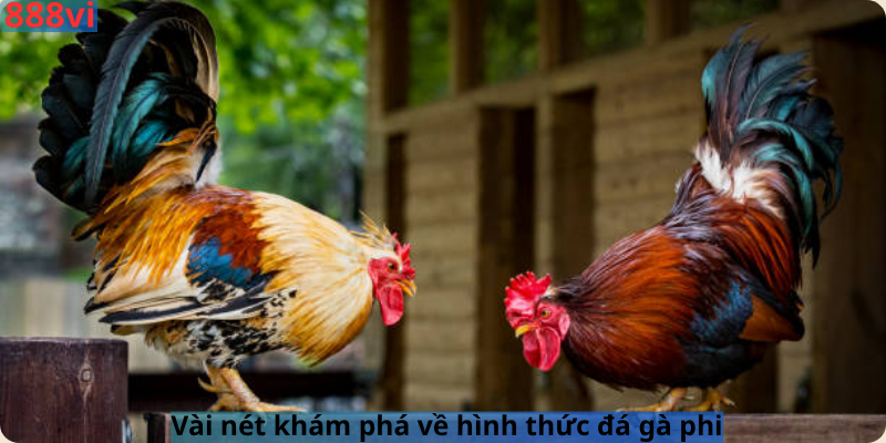 Vài nét khám phá về hình thức đá gà phi 