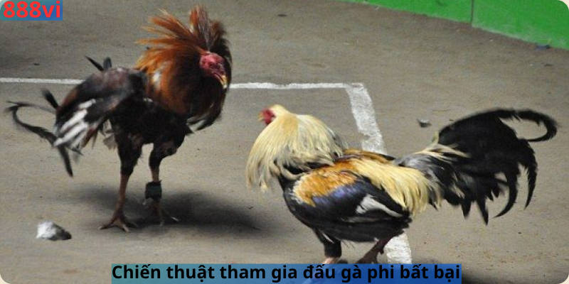 Chiến thuật tham gia đấu gà phi bất bại 