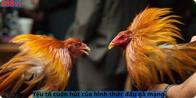 Yếu tố cuốn hút của hình thức đấu gà mạng 