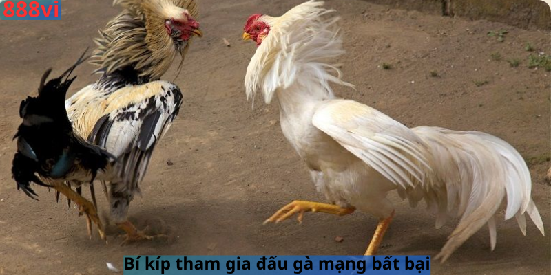 Bí kíp tham gia đấu gà mạng bất bại 